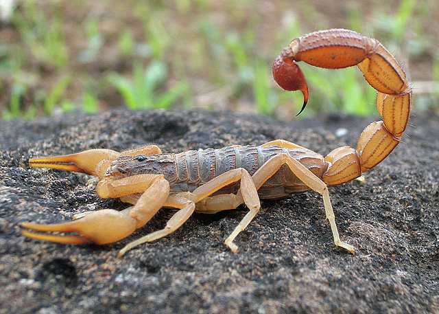 scorpion_photograph_by_shantanu_kuveskar